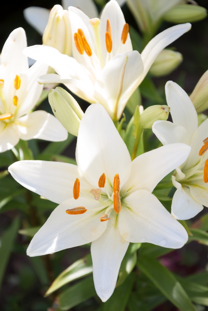 White Asian lilies