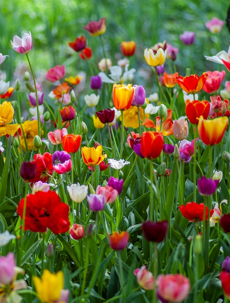 field of colorful tulips - must-have spring flowers