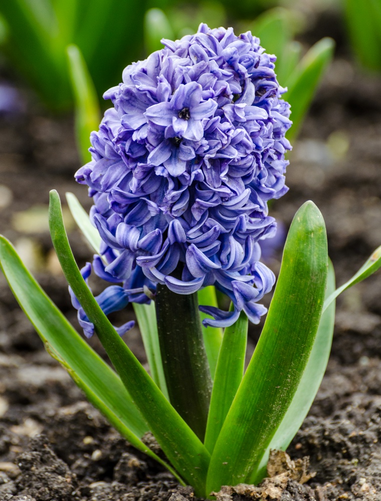 single purple hyacinth