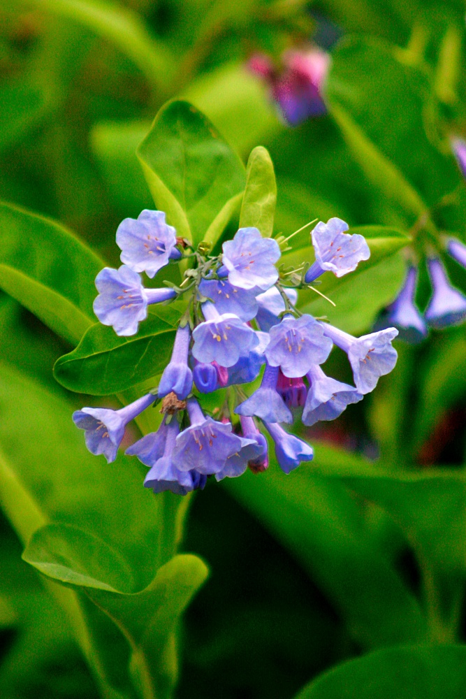 Virginia blue bells in spring