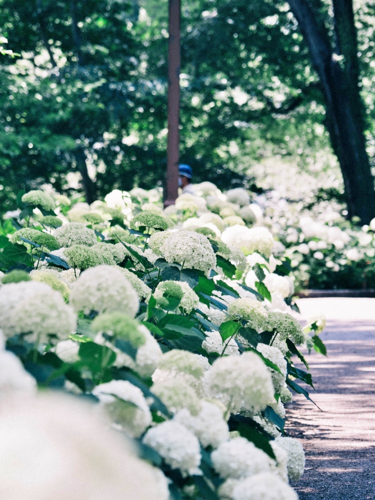 white flowers - hydrangeas along the path