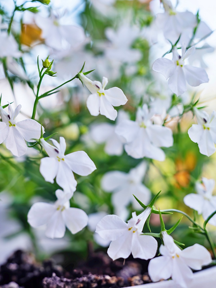 White Lobelia erinus flowers in the garden.