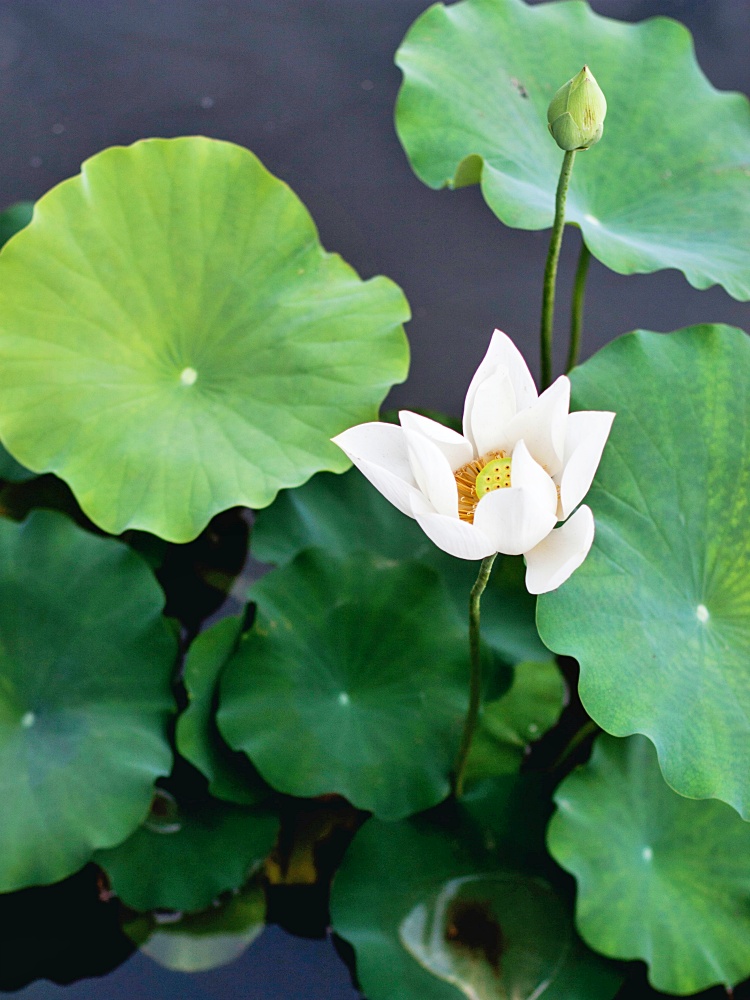 white lotus in the water garden