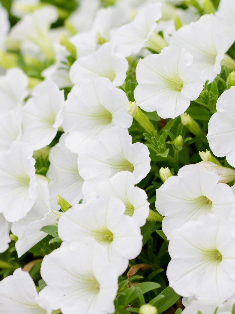 white petunias