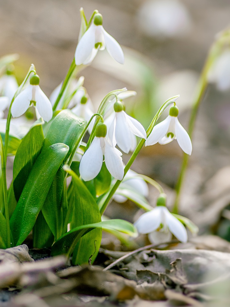 snowdrops - white flowers for the garden