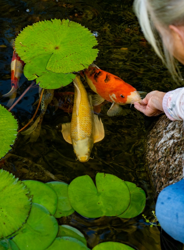 Feeding goldfish in outlet outdoor pond