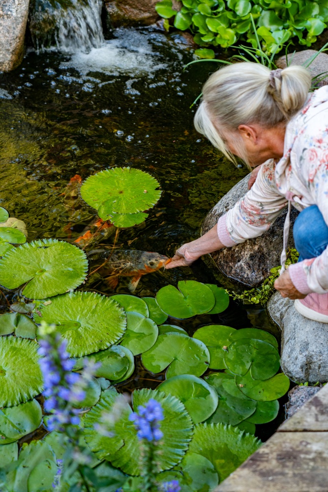 Feeding koi by hand