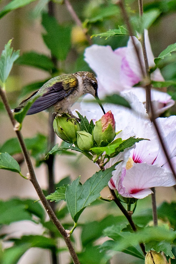 Hummingbird drinking from Rose of Sharon
