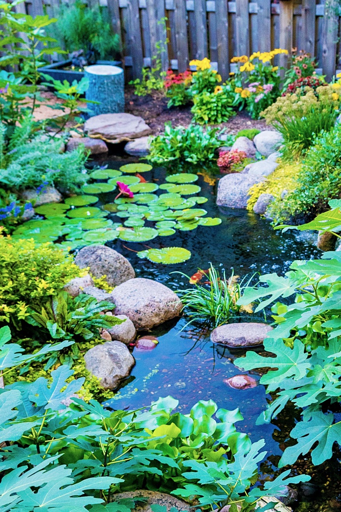 backyard garden pond with fish and plants