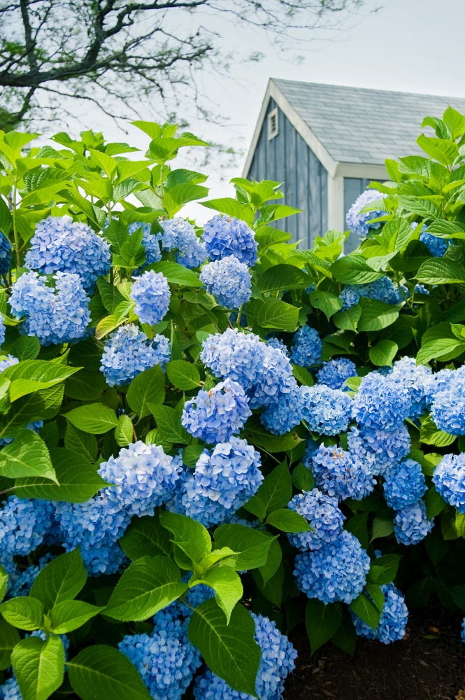 Blue hydrangeas near a blue garden shed