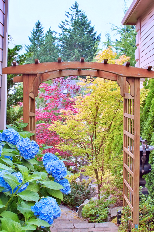 wooden arbor with colorful hydrangeas