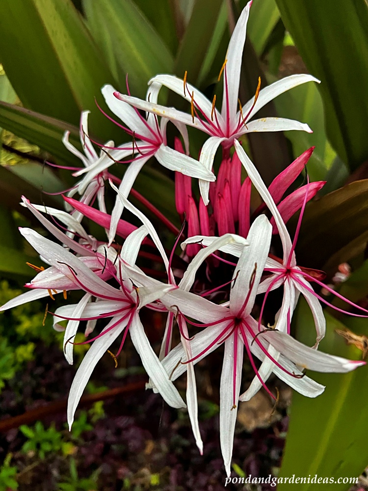 Giant Crinum Lily