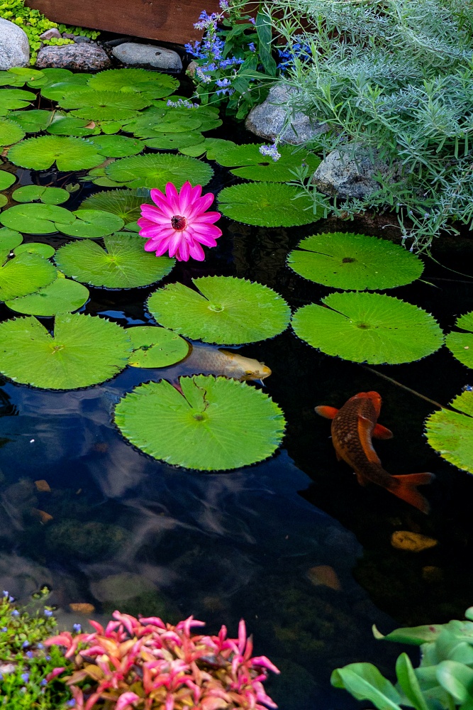 Tropical waterlily and koi in a garden pond