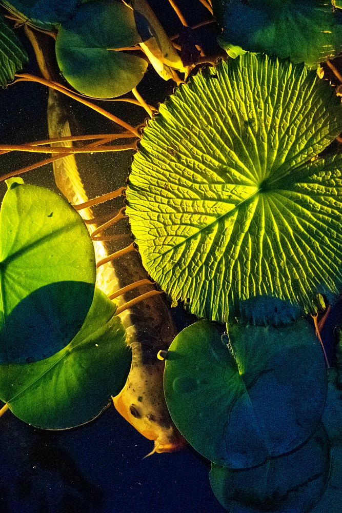 Koi pond at night