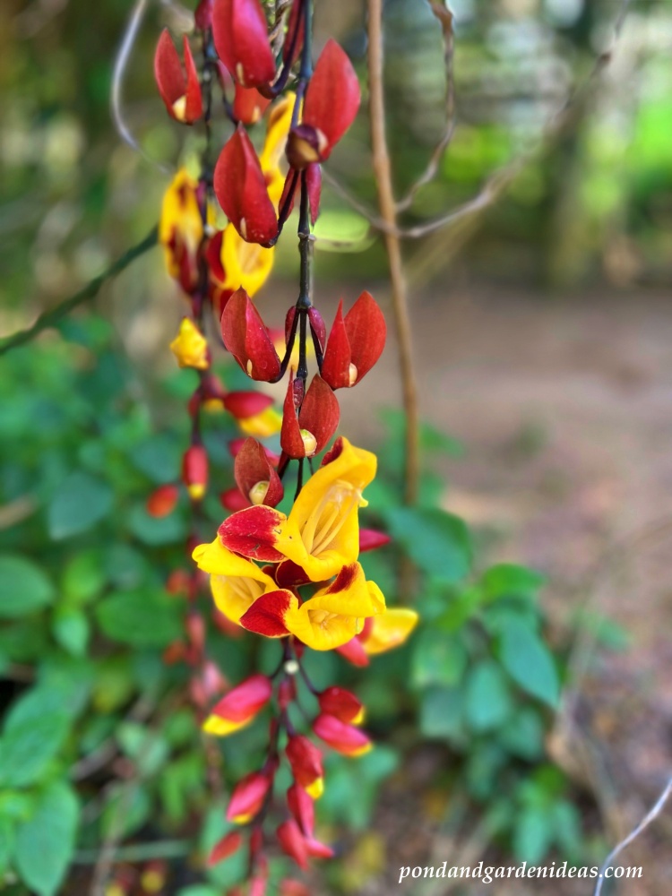 Mysore Trumpetvine flower on the island of Kauai