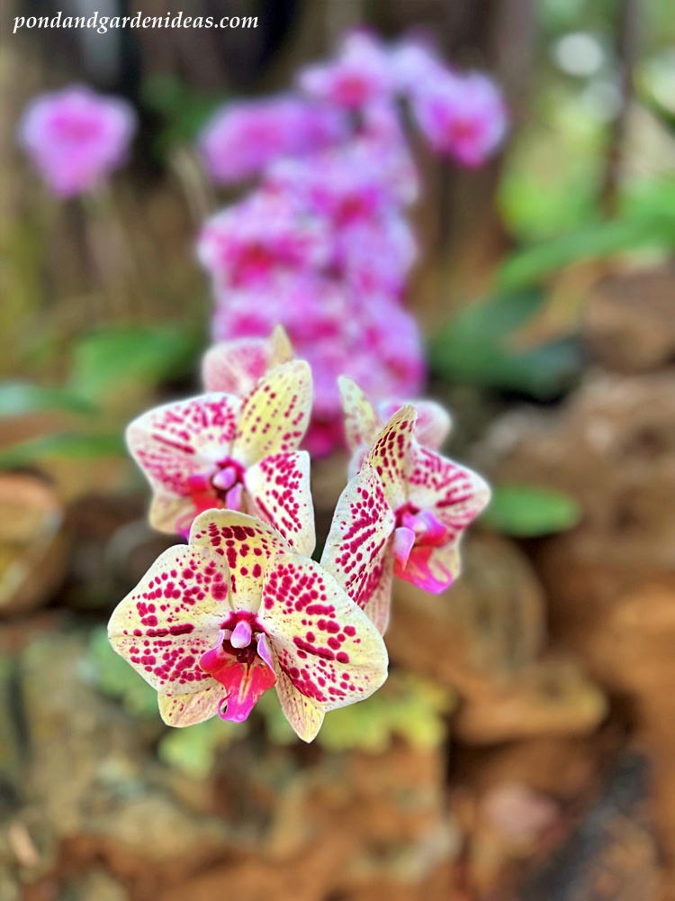 Beautiful orchids in Hawaii on the island of Kauai