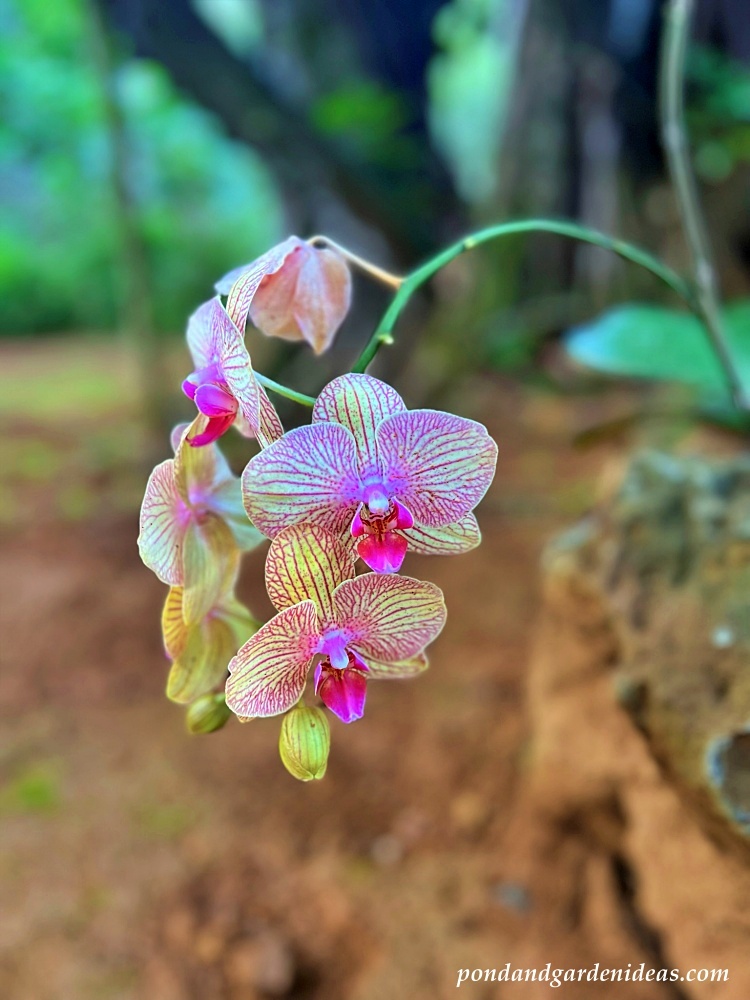 Moon orchids at the Na 'Aina Kai Botanical Garden