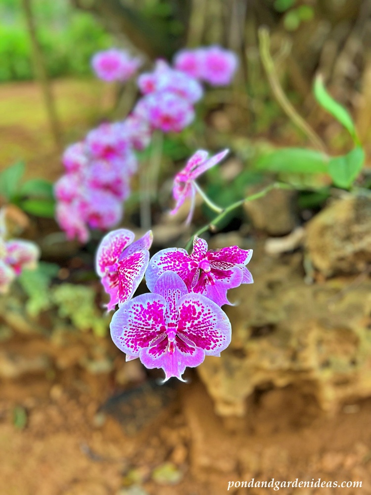 Moon or moth orchids in Hawaii