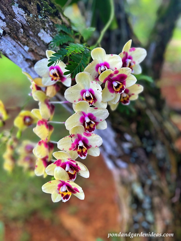 Moon orchids - stunning flowers on Kauai, Hawaii