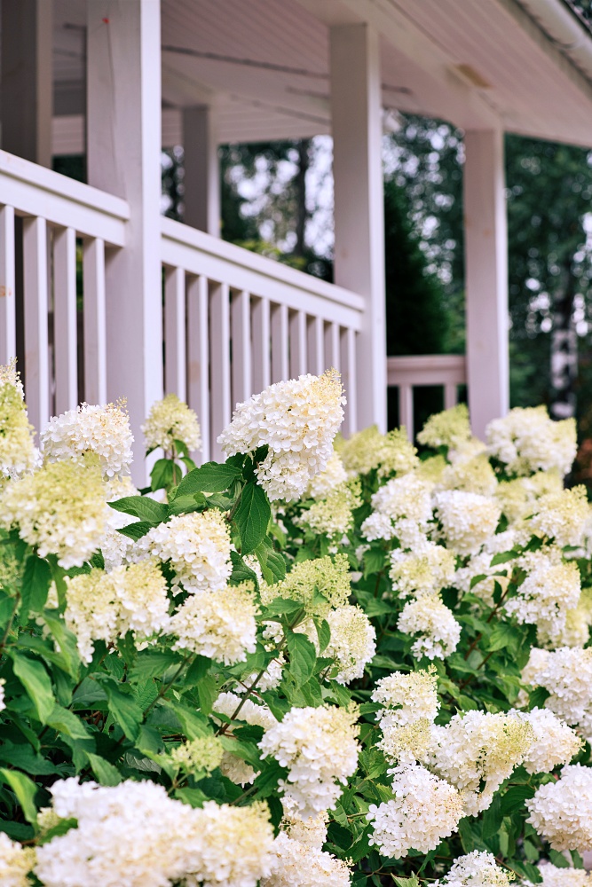 white hydrangea hedge near front porch