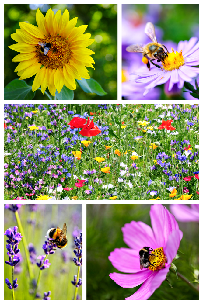 Bees and Flowers Collage - How to Attract Bees