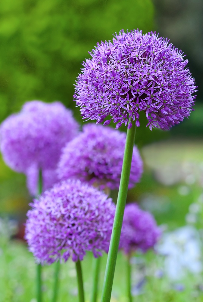 Allium. Purple onion flower