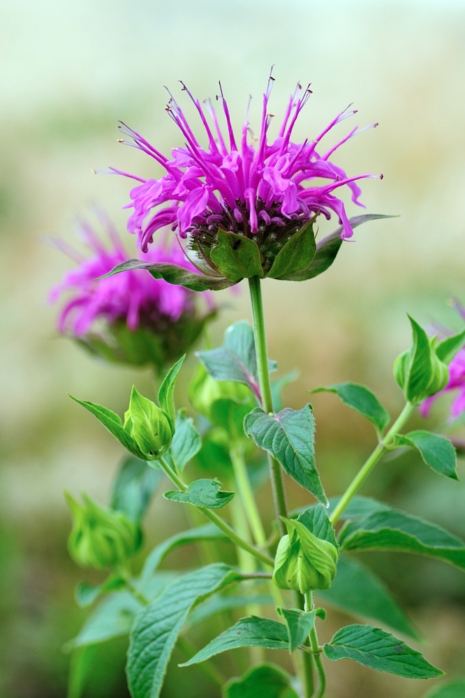 Bee balm attracts pollinators