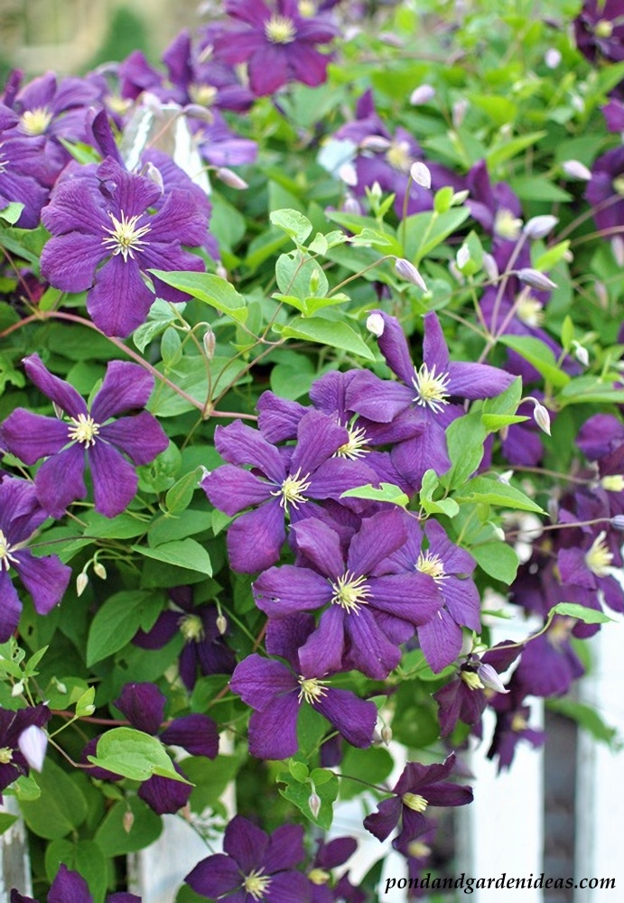 Purple clematis