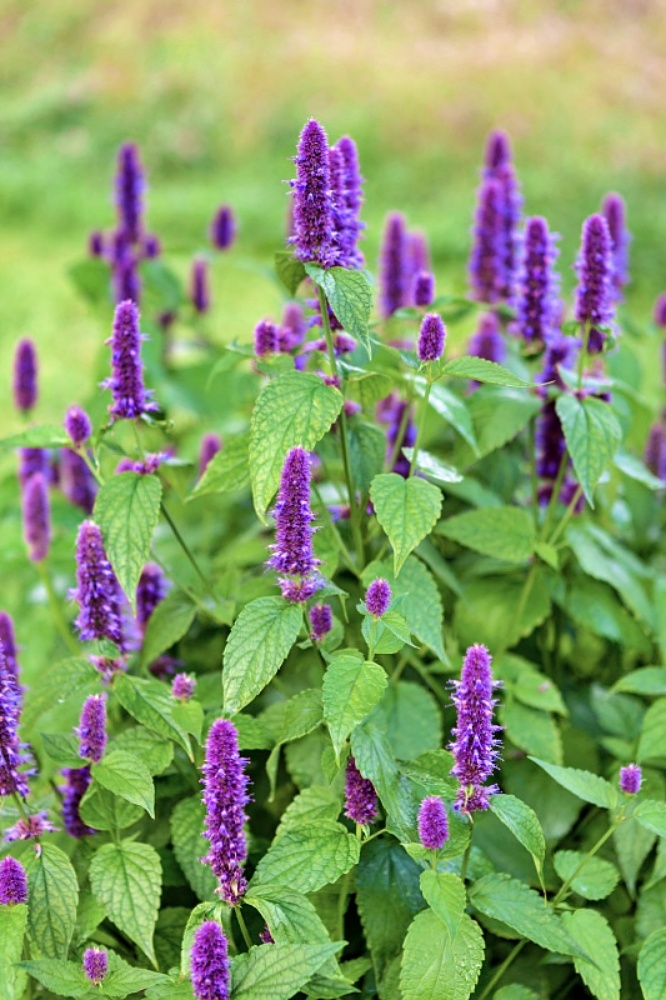 Stunning Purple Perennials: Add a Splash of Majesty to Your Garden ...