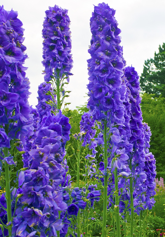 Purple delphiniums