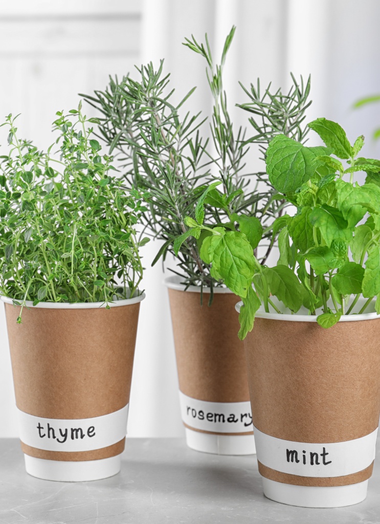potted culinary herbs