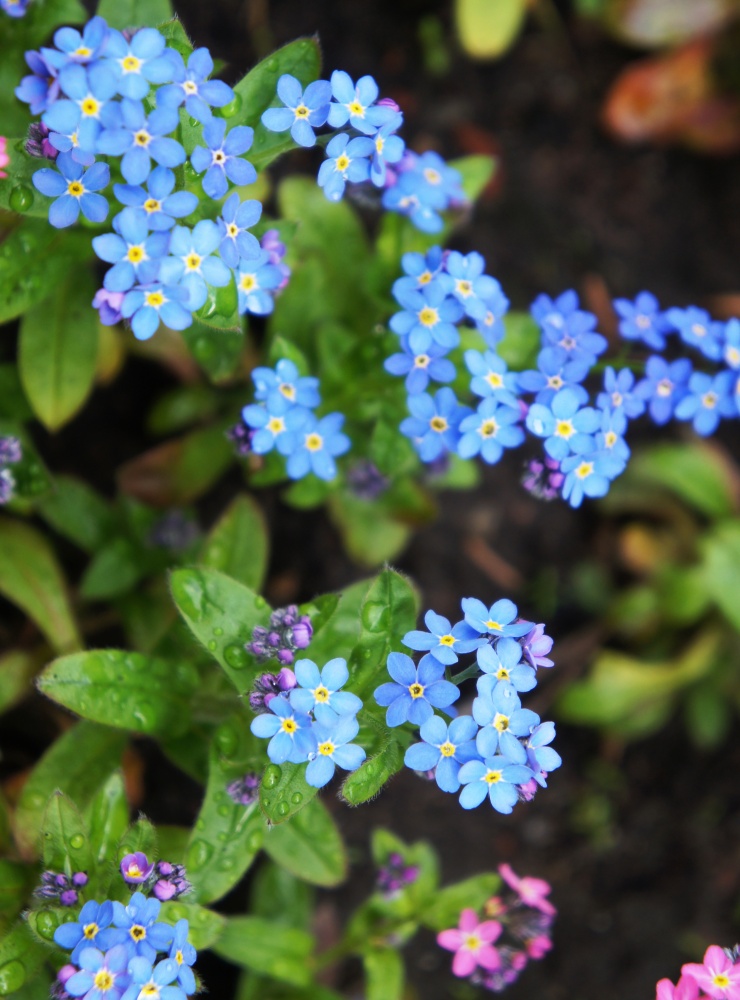Myosotis or forget-me-nots - easy spring flowers