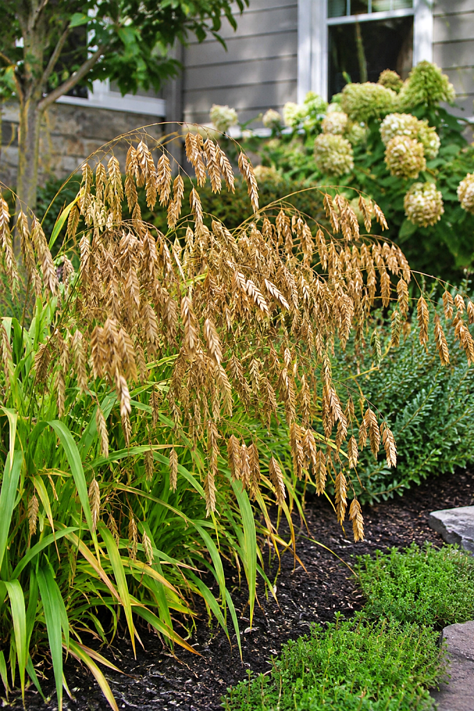 graceful plumes of Northern Sea Oats