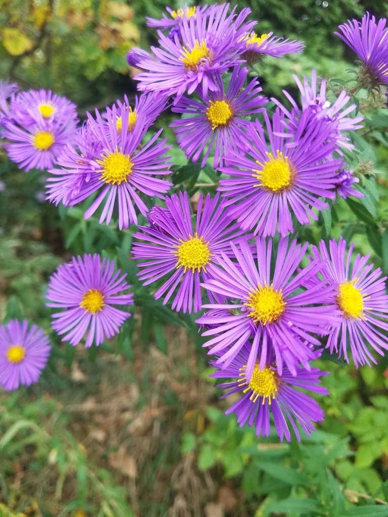 purple asters