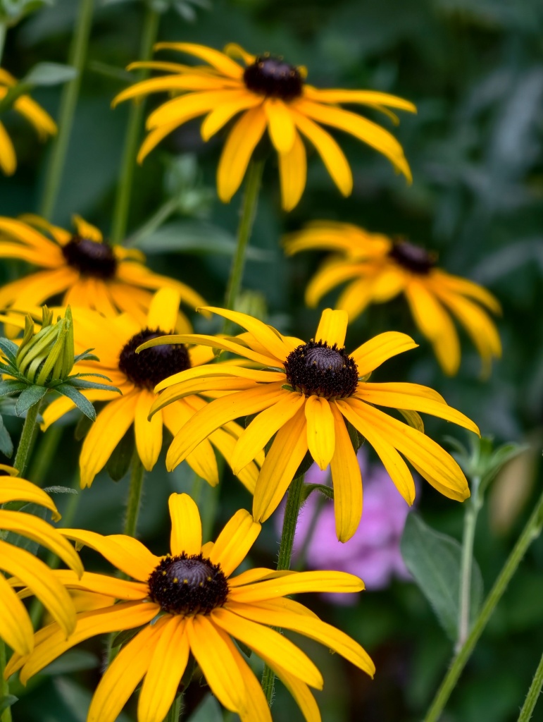 Black Eyed Susan - late summer flowers