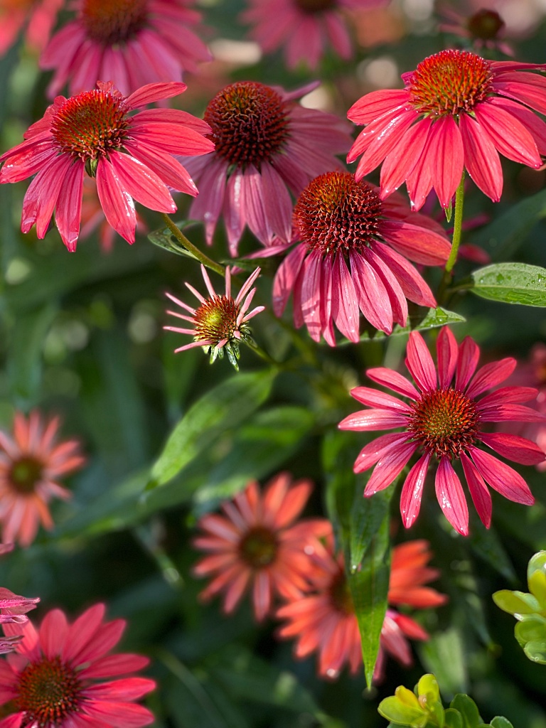 Coneflowers - red variety