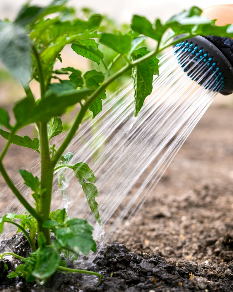 watering the garden