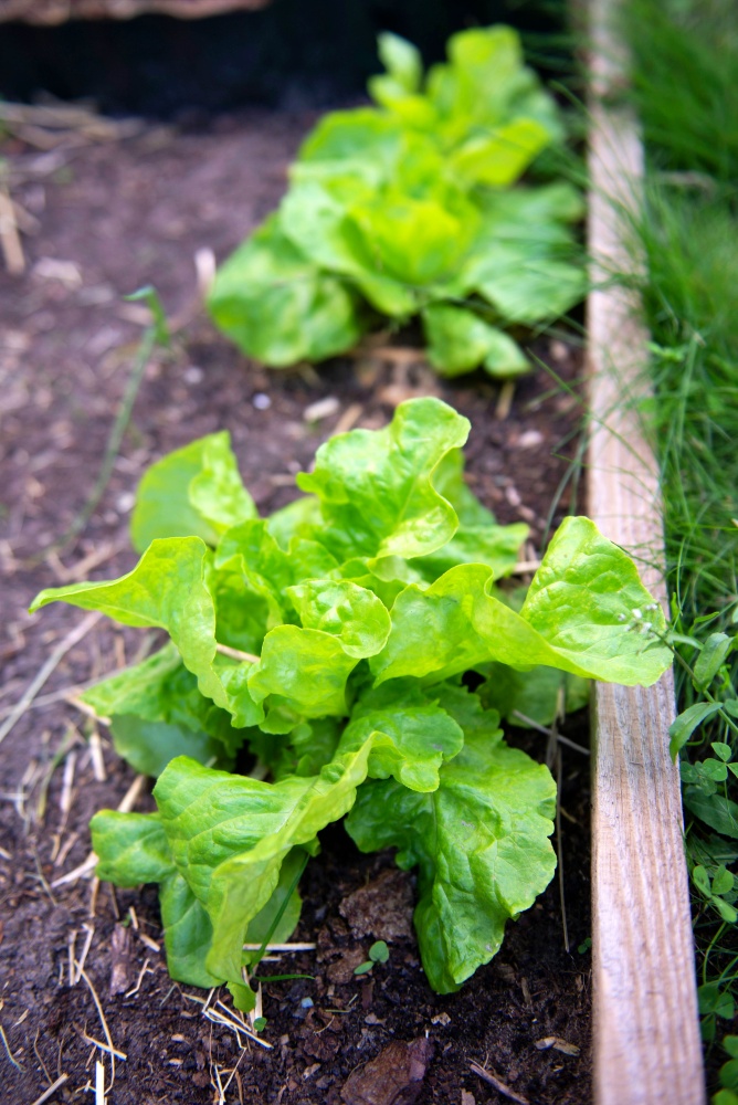 young lettuce in early fall