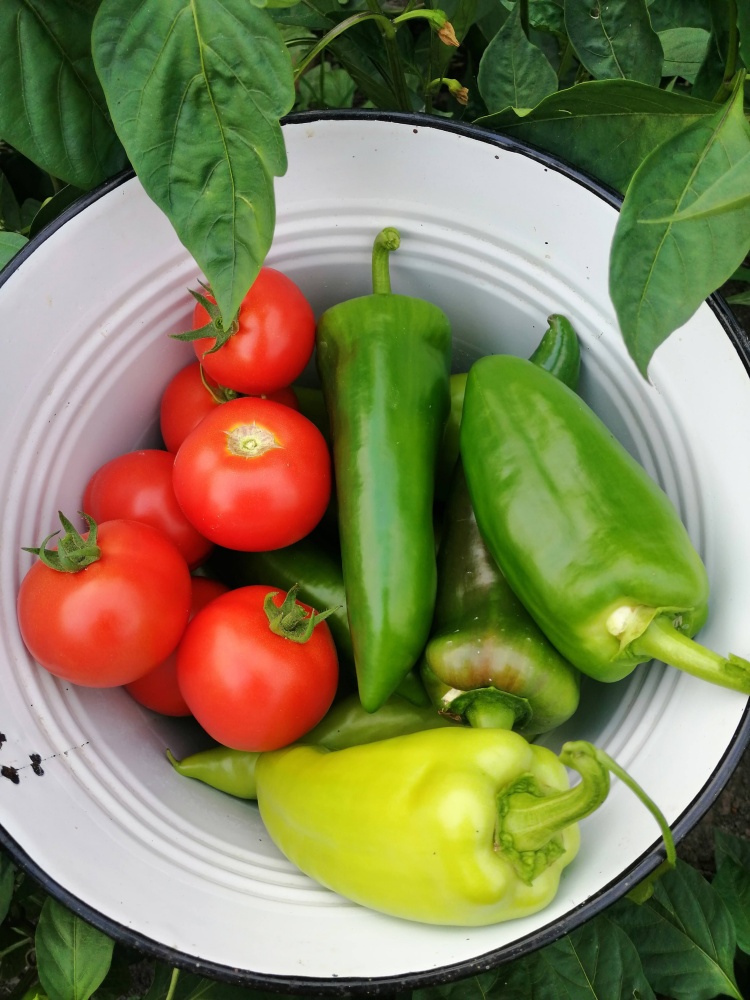 harvesting vegetables in late August