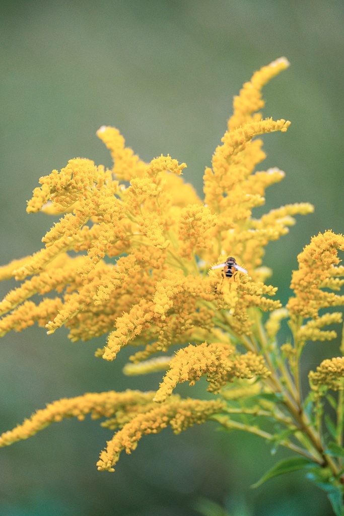 gorgeous goldenrod flower