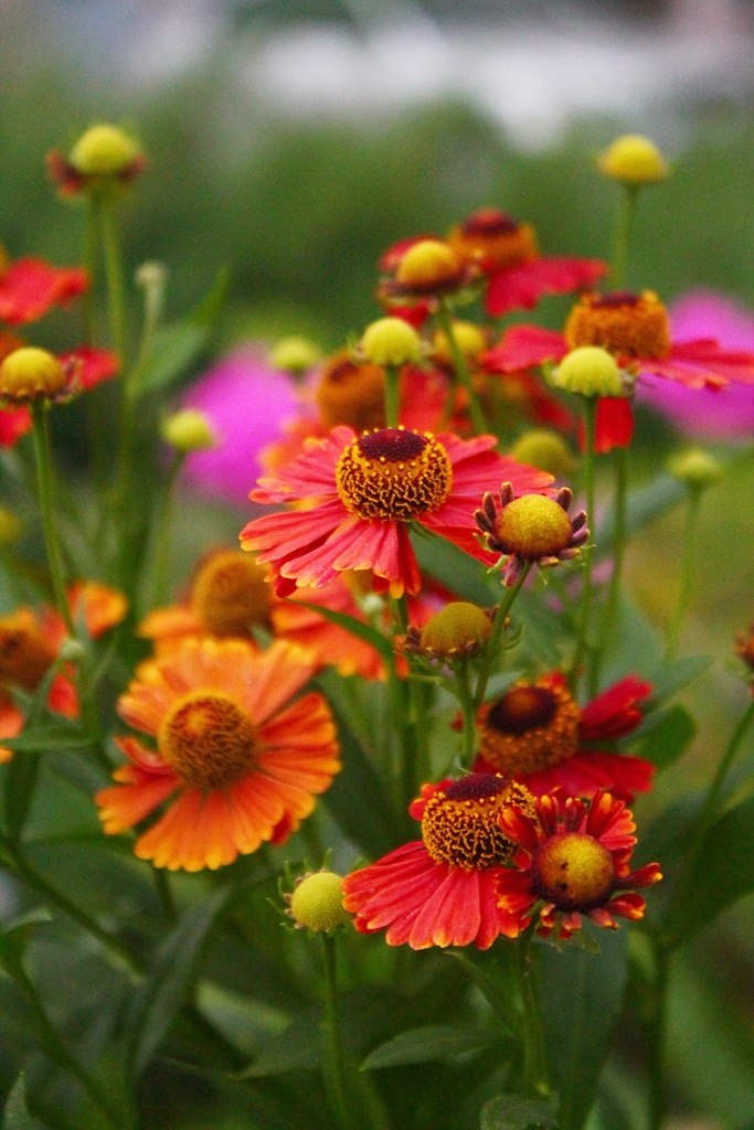 Helenium - perennial fall flower