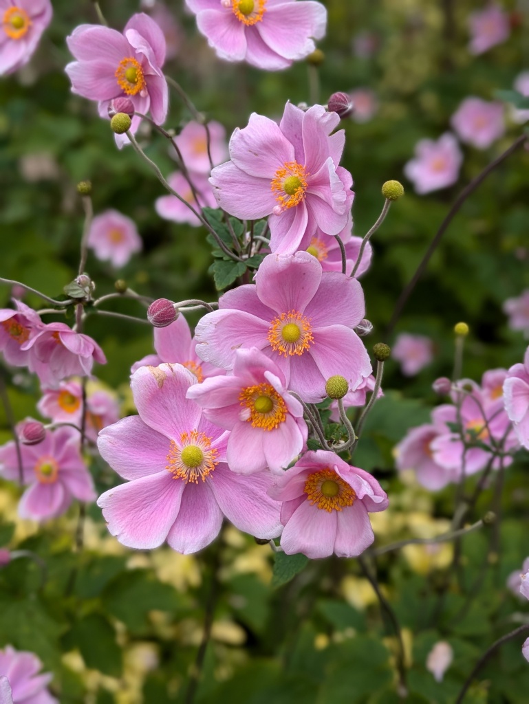Japanese anemone