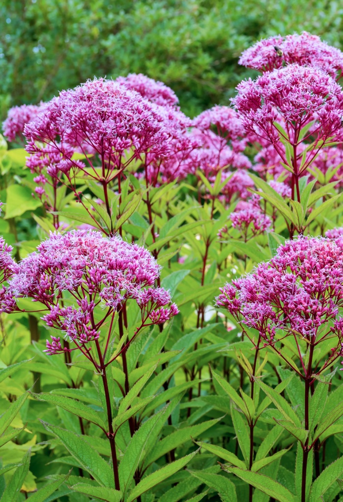 cluster of Joe Pye weed