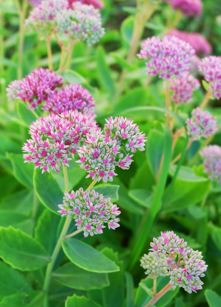 pink sedum - late summer flowers