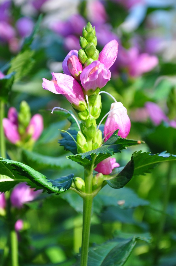 Turtlehead plant (chelone)