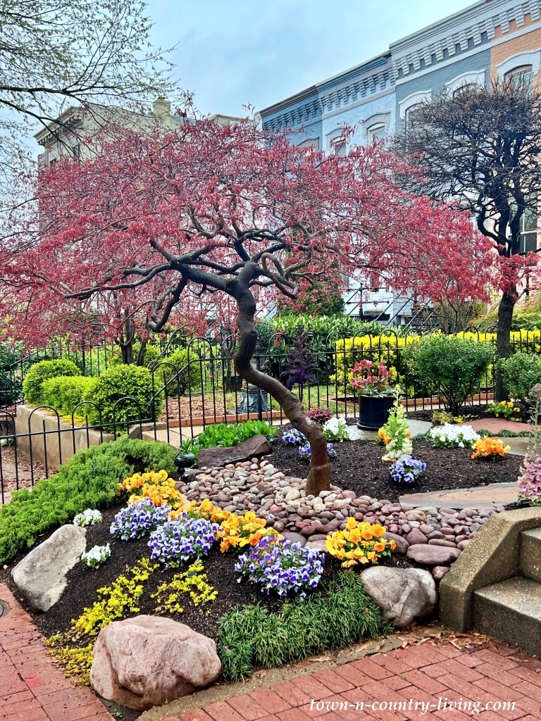 small tree in front yard garden surrounded by flowers
