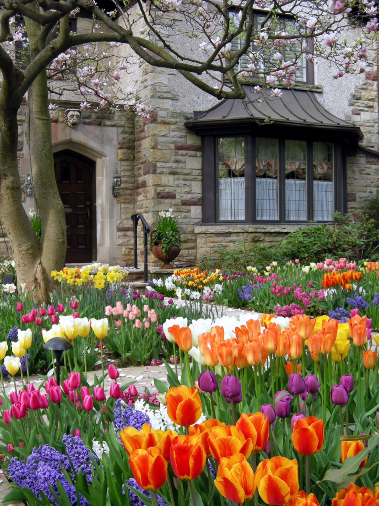 large front yard tulip garden