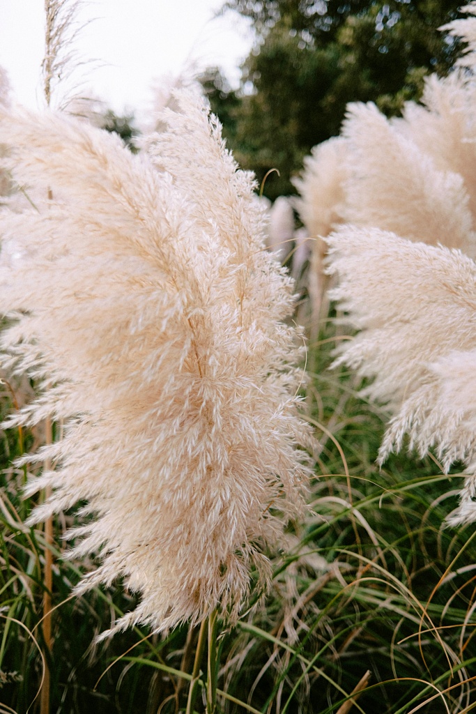 Pampas grass